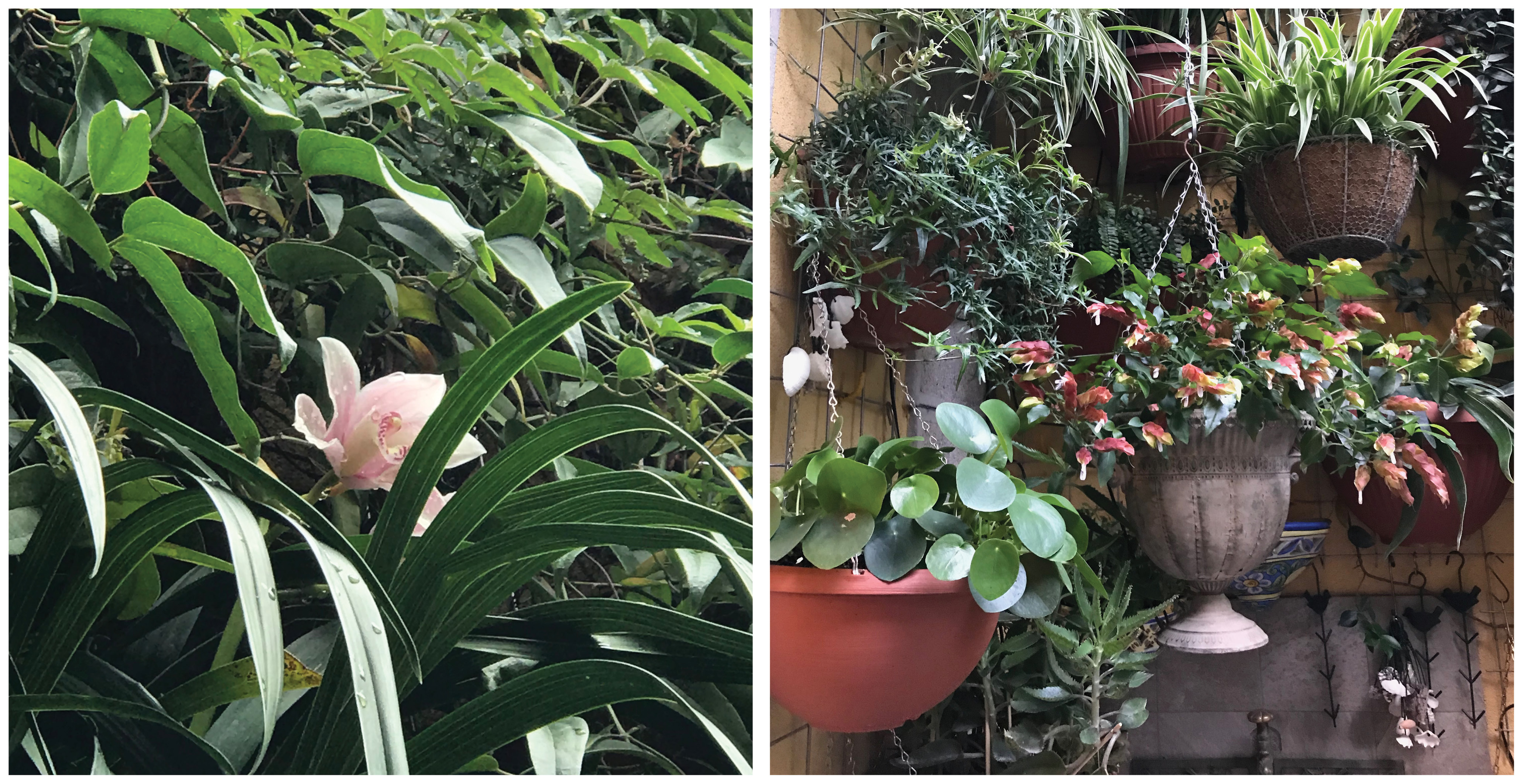 GARDEN WALL4